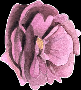 粉色鮮花寫(xiě)實(shí)透明裝飾圖案