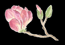 粉色桃花透明裝飾圖案