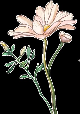 粉色鮮花水彩畫透明裝飾圖案