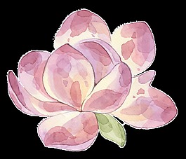 粉色水彩鮮花透明裝飾圖案