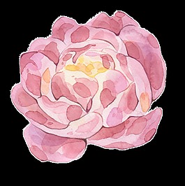 粉色水彩畫透明裝飾圖案