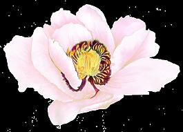 细致水彩画花朵透明装饰图案