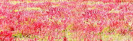 唯美紅色花朵banner背景素材