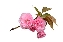 粉色花朵花枝元素