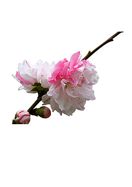 小清新白色花朵元素