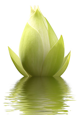 小清新綠色荷葉元素
