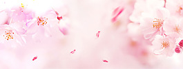 梦幻粉色花朵banner背景素材