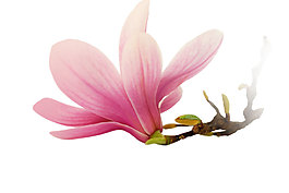 紅色玉蘭花png元素素材