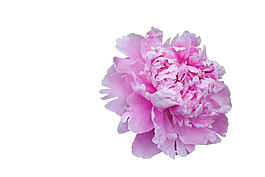 粉色牡丹花朵png元素素材