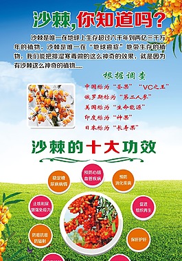 沙棘,你知道嗎促銷海報