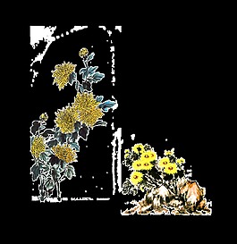 手绘菊花插画素材