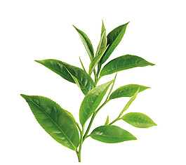 小清新綠葉植物元素
