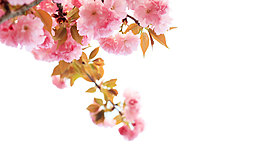 浪漫粉色花朵元素