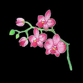 粉色花卉透明裝飾素材