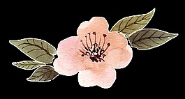 古典花卉透明装饰素材