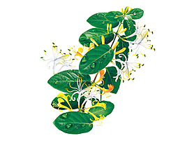 金银花PSD素材