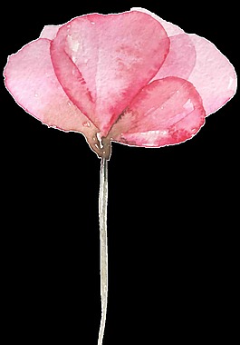 愛心花瓣透明素材
