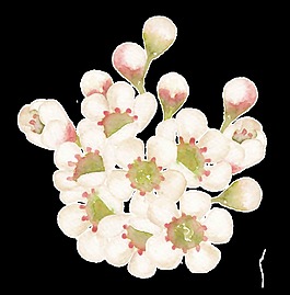 治愈白菊花透明素材