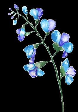 雙色花瓣透明素材