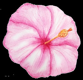粉色喇叭花png透明素材