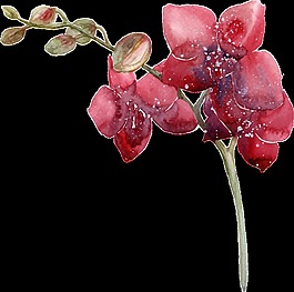 果實(shí)樹枝透明素材