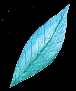 薄荷蓝叶透明素材