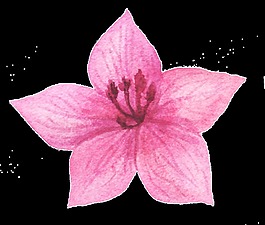力量紅花蕊透明素材