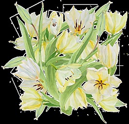 創(chuàng)意花卉png透明素材