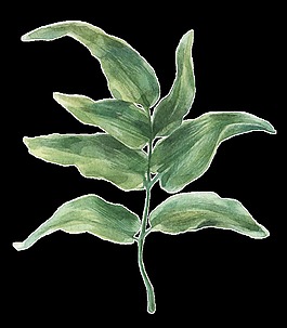 茶葉樹枝透明素材