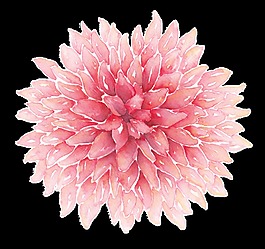 粉色生長花卉png透明素材