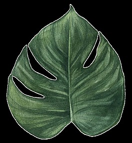 熱帶樹葉png透明素材