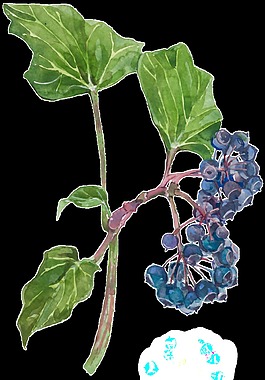 綠色植物png透明素材
