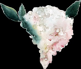 白芒花叢透明素材