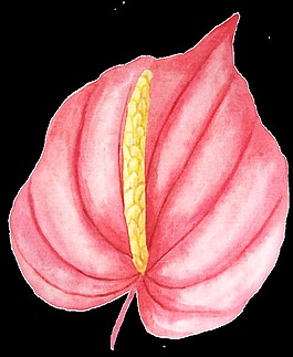 常見植物png透明素材