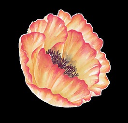 手繪橙紅色水彩紙花png透明素材