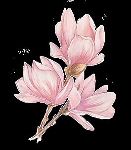 手繪嬌艷花朵png透明素材