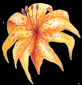 手繪橙色花png透明素材