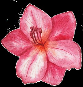 粉色浪漫花卉png透明素材
