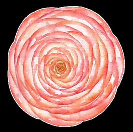 圓形盛開花卉png透明素材