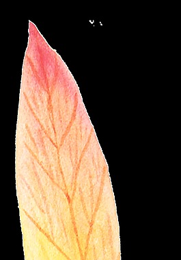 秋天落葉png透明素材