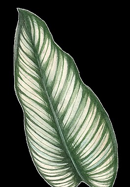 绿色芭蕉叶png透明素材