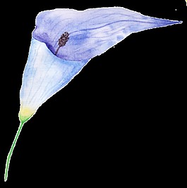 優(yōu)雅花卉png透明素材