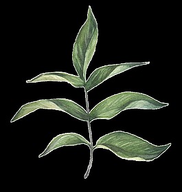 植物樹葉png透明素材