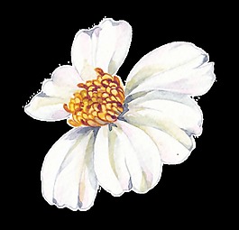 采蜜花朵透明素材