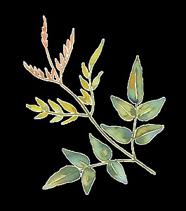 水墨清新樹(shù)枝png透明素材