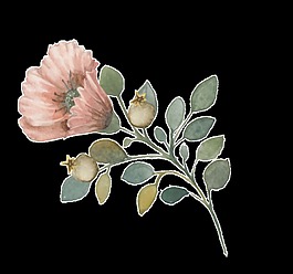 盛開優(yōu)雅花卉png透明素材