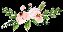 桃花盛開透明素材