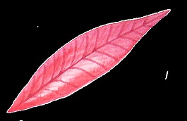 西柚紅葉透明素材