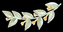 簡(jiǎn)單樹(shù)枝透明素材