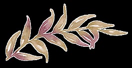 泛紅樹枝透明素材